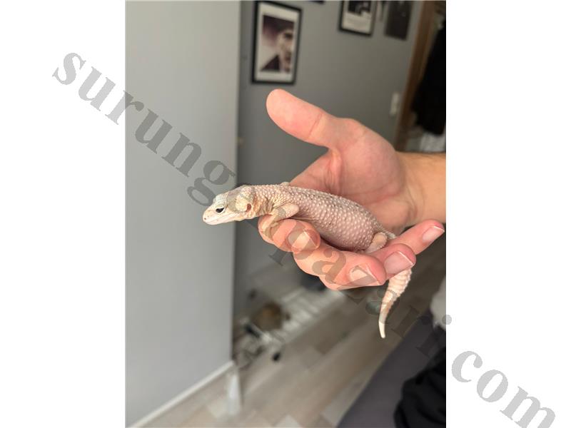1.5 YAŞINDA DİŞİ LEOPARD GECKO
